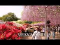 New camera debut1japanese wisterias of ashikaga flower park 2022 