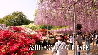 【New Camera Debut-1】Japanese wisterias of Ashikaga Flower Park 2022. #あしかがフラワーパーク