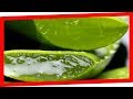 7 Powerful Benefits of Aloe Vera for Men and Women