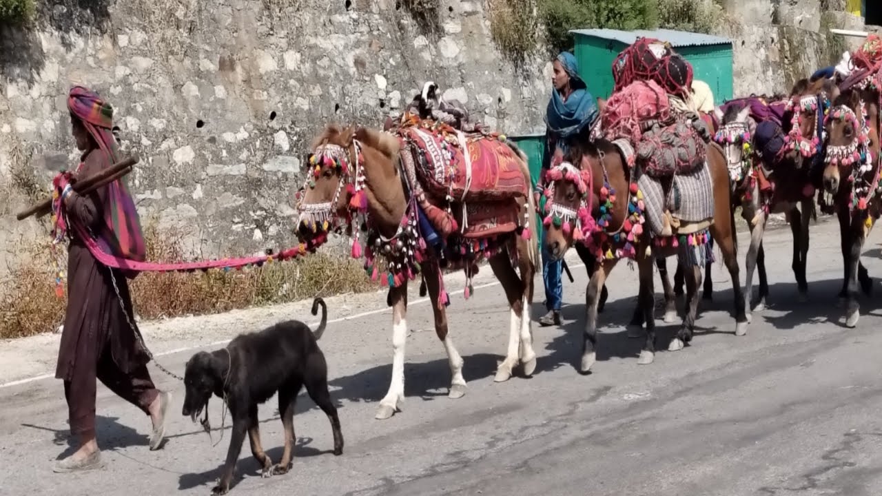 How Bakarwal Shepherds Live Their Nomadic Lives In The Himalayas || Pahadi Life Style  Vlog 