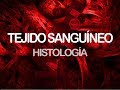 Tejido sanguíneo | Histología