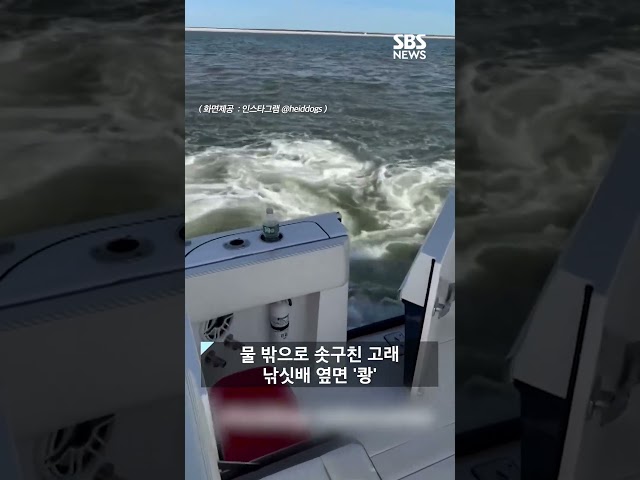 배 밑에서 갑자기 '쑥'..솟구쳐 오른 혹등고래 #shorts