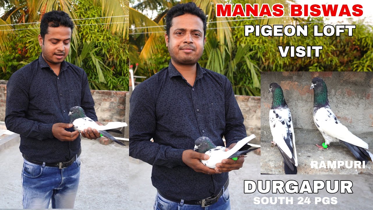 Manas Biswas Pigeon Loft Visit at Durgapur , South 24 Pgs  ( Rampuri  Special )