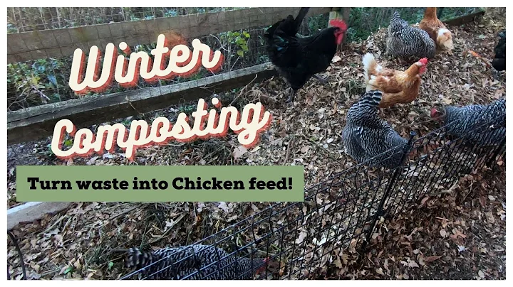 Composting in Winter with Chickens