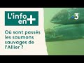 L&#39;info en plus - Où sont passés les saumons sauvages de l&#39;Allier ?