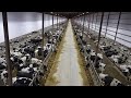 Modern Cow Breeding Farm Milion Dollars - Manure Vacuum System - Complete Milk Bottling Line