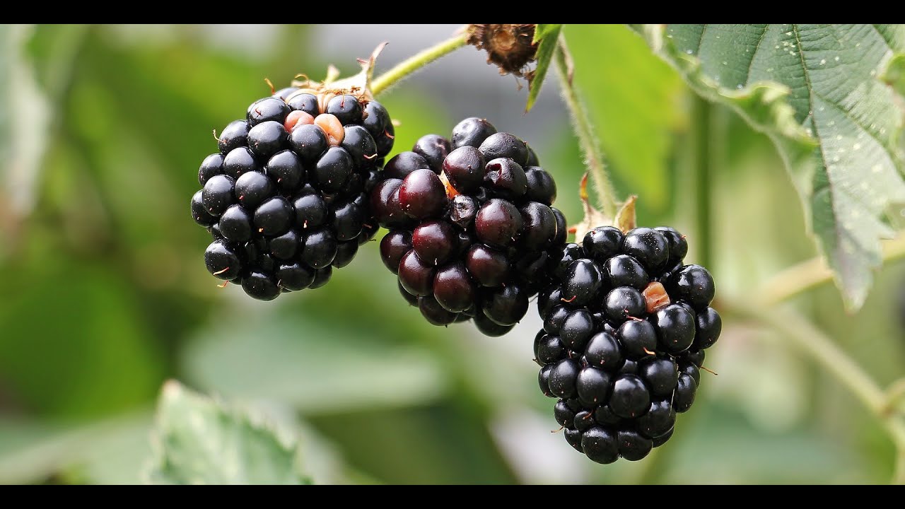 Onlarca Böğürtlen Üretin!!! En Kolay Köklendirme Yöntemi