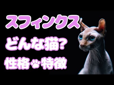 実は手間がかかるスフィンクスキャット。知らないと後悔する5つのポイント