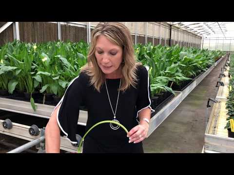 Video: Calla (plant) - Useful Properties And Use Of Calla, Contraindications