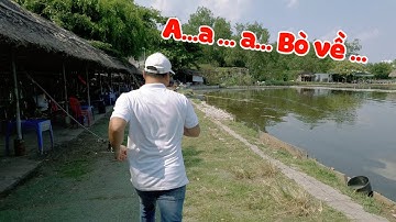 Săn Mãi Cũng Bắt Được Cá Tra Bò | Hồ Hoàng Hải | Chung Nguyễn Fishing