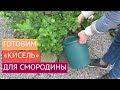 ПОДКОРМКА СМОРОДИНЫ КРАХМАЛОМ:ДА ИЛИ НЕТ?