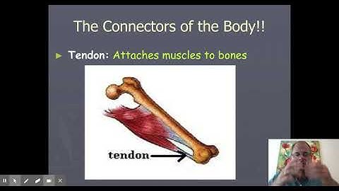 Skeletal System google slides PART 2
