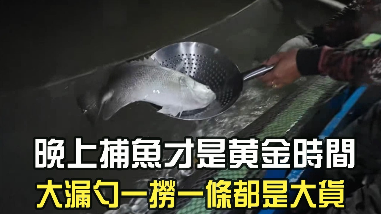 晚上捕魚才是黃金時間，大漏勺壹撈壹條，條條都是大貨  #阿牛愛捕魚  #趕海  #捕魚 #熱門 #蘇裏南