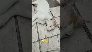 😮🐈 #trending #cat #reel #funny