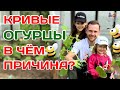 Нельзя высаживать рядом пчелоопыляемые и партенокарпические огурцы! Так ли это на самом деле?