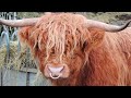 Зачем быкам вставляют кольцо в нос, и почему корову нельзя не доить
