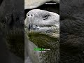 Nature’s Living Legend #shorts #youtubeshorts #wildlife