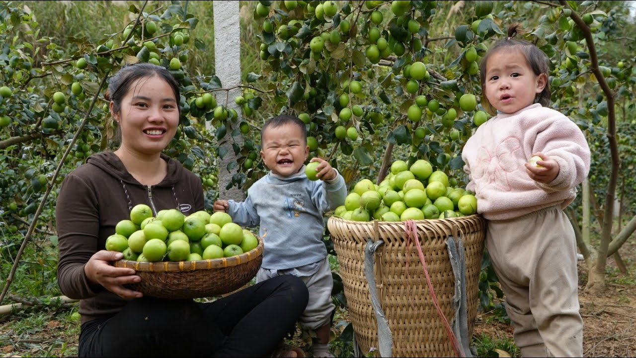 Harvesting a huge apple orchard to sell at the market with my little daughter