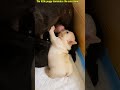 幸せを運ぶ子犬 #KoreaPuppies #JapanDogs