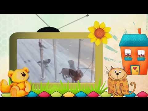 Видео клип Коты и Другие... Серия 3. Коты и другие животные.