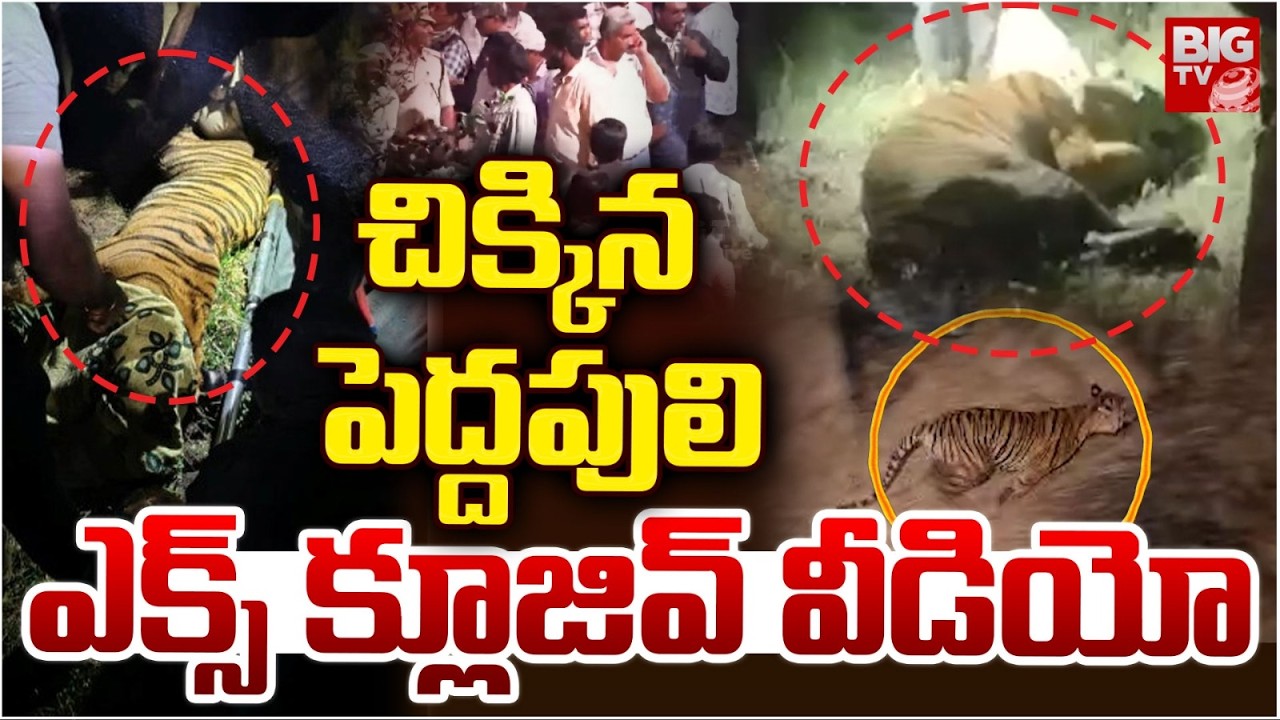 చిక్కిన పెద్దపులి | Tiger Catch at Ramachandrapuram | Tiger at Kurmapuram | Eastgodavari | BIG TV