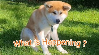 What is Happening for my Japanese Akita Dog?