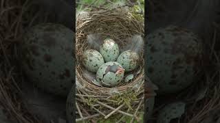 how the bird hatching from eggs