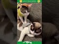 Cat funnyshorts