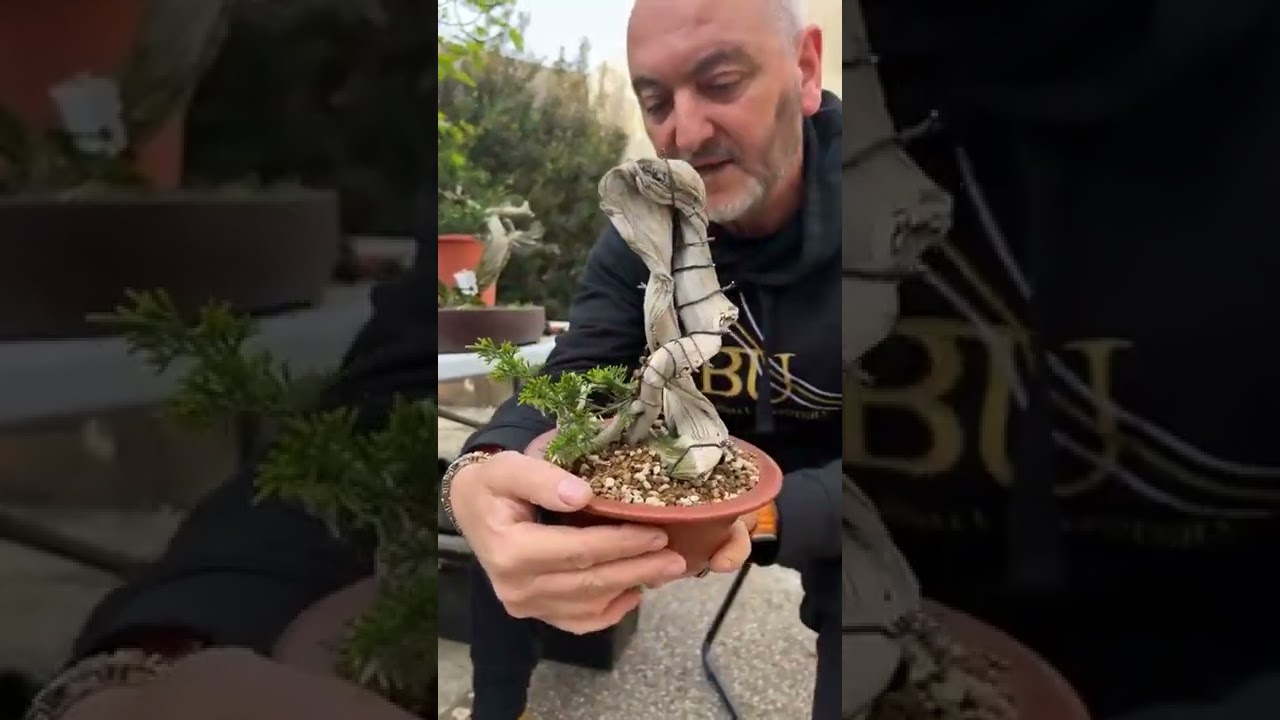 Луис Вила в прямом эфире для ABE показывает нам, как он организует семинар в Школе бонсай в Вален...