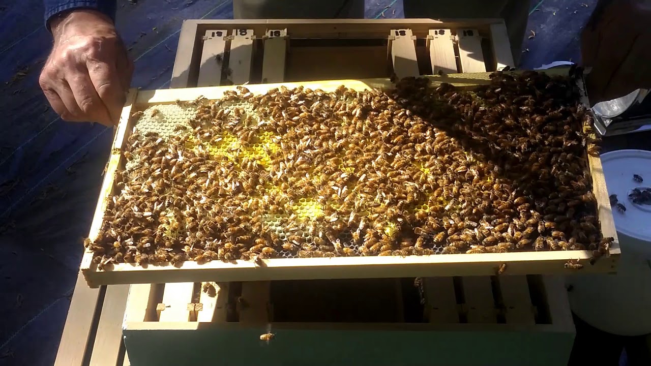 First Bee Hives Inspecting for Eggs & Larvae Part 2 YouTube