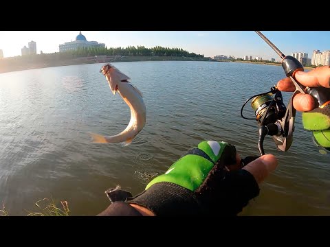 Видео: Где поймать карпиков в городе Астана. #рыбалка #казахстан #gor #астана #2023 #карп #окунь #карась