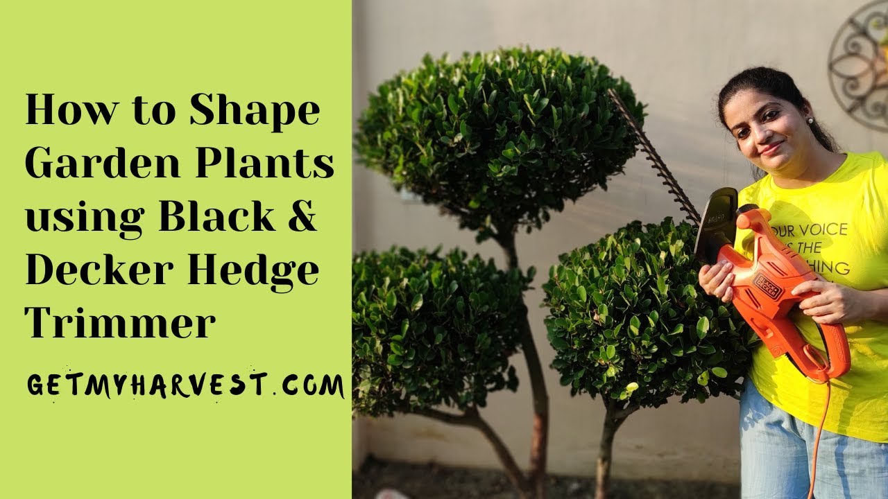 How to shape Garden Plants using Black and Decker Hedge Trimmer 🏡👨🏻‍🌾🏡 ...