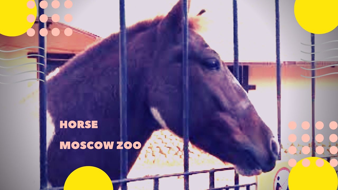 Хорс москва. Московский зоопарк лошади. Московский зоопарк кони. Зоопарк Ижевск лошади. Длина лошади.