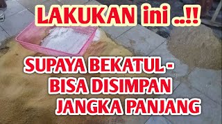 CARA MENYIMPAN BEKATUL DI MUSIM HUJAN AGAR KUALITAS NYA TETAAP BAIK