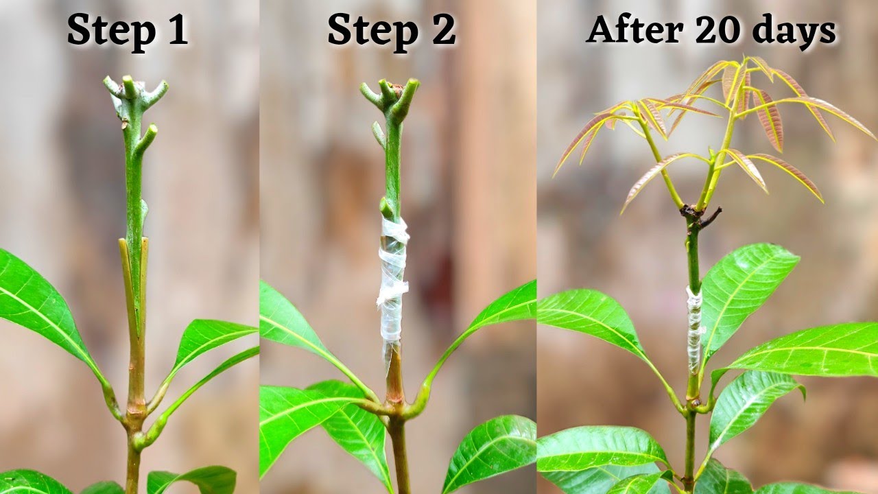 How to graft mango tree by softwood grafting method mango grafting ...