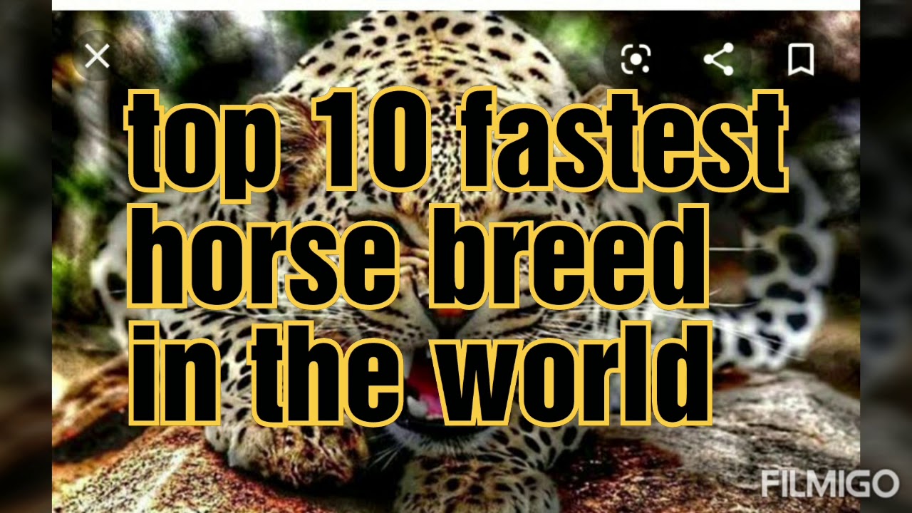 Top 10 MOST FASTEST HORSE BREED IN THE WORLD - YouTube
