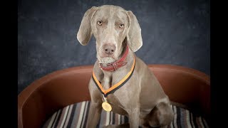 Storm - Weimaraner - 4 Weeks Residential Dog Training