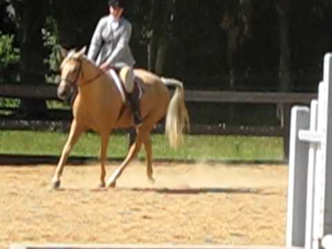 Li'l Miss Gold Show Jumping ... Green Hunter (roun...