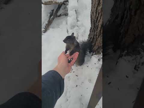 Video: 3 måter å lage potetgull på