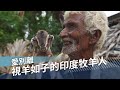 愛別離 視羊如子的印度牧羊人｜大愛全紀實｜故事三分甜