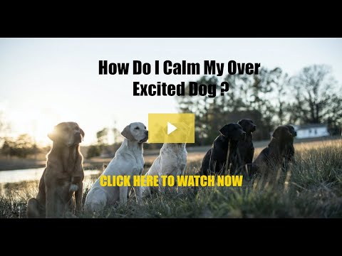 How To Calm An Over Excited Dog