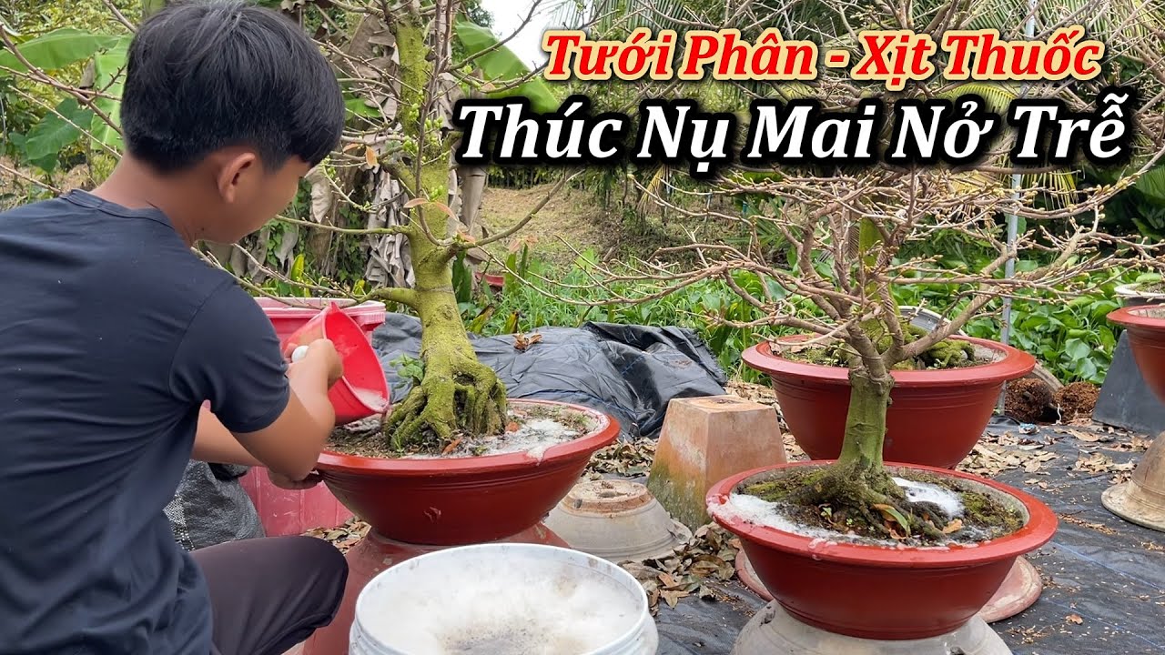 Tưới Phân Xịt Thuốc Thúc Nụ Mai Nở Trể - Mai Vàng Duy Hiếu
