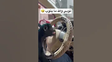 توبي والله ما بتوب 