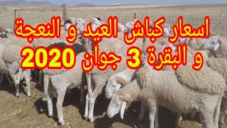 اسعار  كباش العيد  والنعجة والبقرة اليوم 3 جوان 2020 +ارقام الهواتف