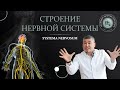 Общие принципы строения нервной системы. Спинной мозг