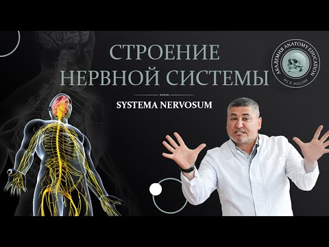 Общие принципы строения нервной системы. Спинной мозг