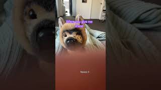 Remade an old transition vid of mine #essa #essacommunity #emotionalsupportstuffedanimal