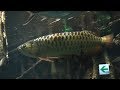 癒しの水族館【アジアアロワナ】Cyber Aquarium 【Asia Arowana】