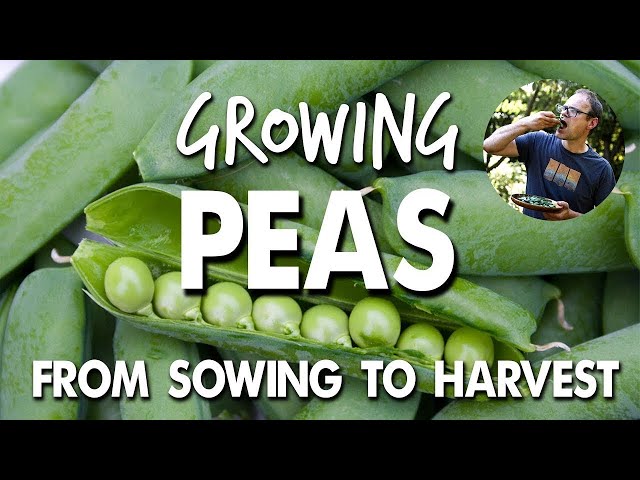 Growing Peas From Sowing to Harvest 💚 class=