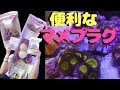 サンゴ飼育✨マメデザインのマメプラグが株分けに便利‼️my marine aquarium MOAMOAちゃんねる